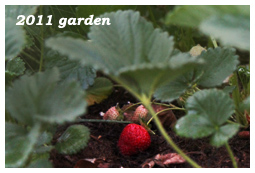 2011 Garden